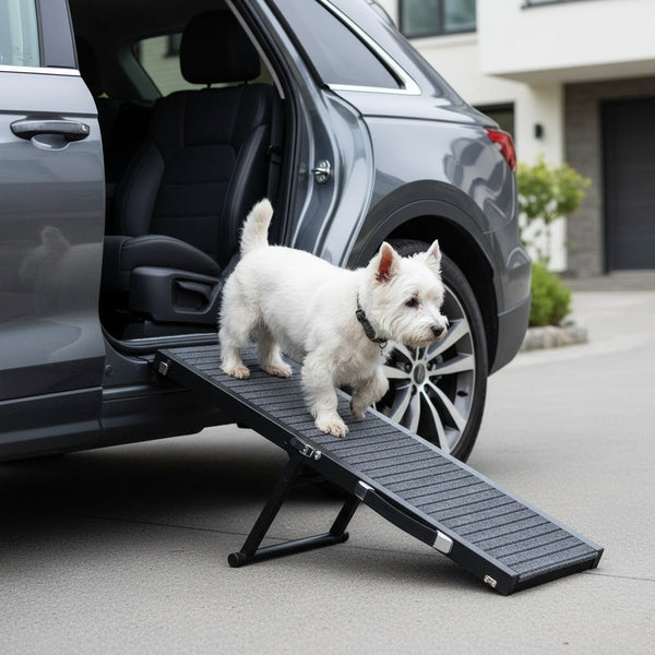 Travel & Transport for Senior Pets